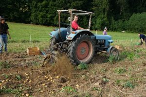 Unterstützung durch Traktor_Kartoffelernte 2015