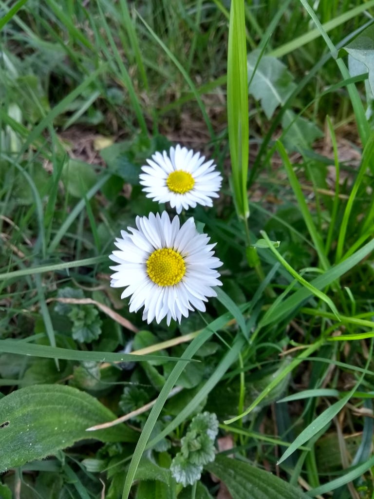 Gänseblümchen – Vereinte Wurzelwerke Ilztal e.V.