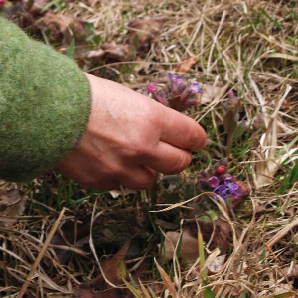 Das wilde Naturjahr und Phänologie