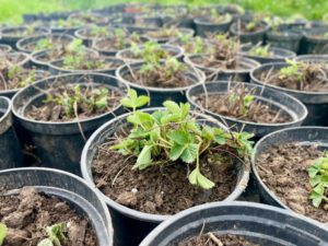 Eine Übersicht der vielen umgetopften Erdbeeren