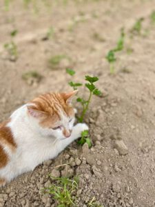 Kater Jason überwacht den Gemüseanbau