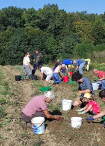 Solawi-Mitglieder auf dem Acker bei der Kartoffel-Ernte